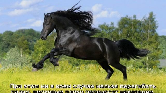 Самая быстрая лошадь в мире смотреть онлайн