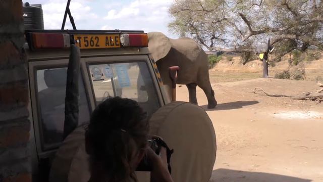 Pia Sundhage meets elephant bull смотреть онлайн