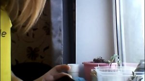 Цветы:Посадка семян цветов дома. Мыльнянька базиликолистная, Портулак мохровый розовый