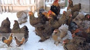 Брама куропатчатая и голубо-куропатчатая,  2018 The Brahma breed chickens