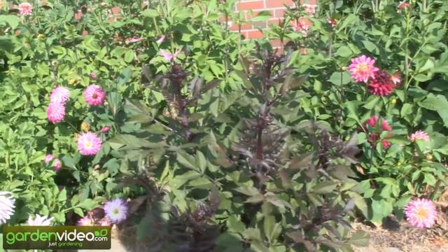 The Beautiful and Edible DehliDahlias смотреть онлайн