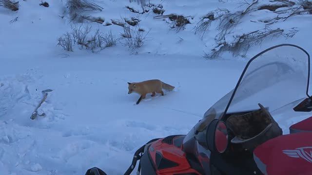 Щука не отпускает домой! Клюёт и клюёт!!