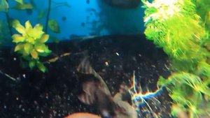 Номерной сом L 397 красная зебра