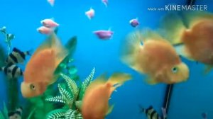 ОЧЕНЬ КРАСИВЫЕ РЫБКИ В АКВАРИУМЕ!