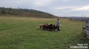 пасут бордер колли и  вельш корги пемброк