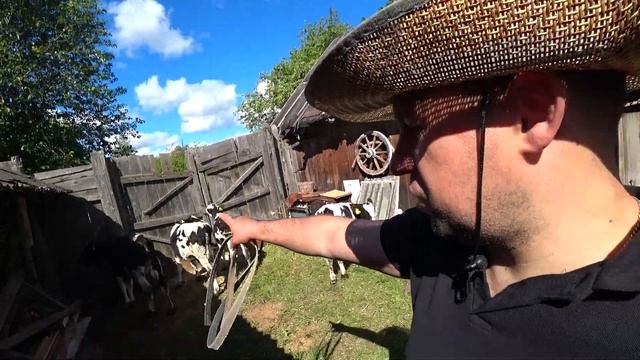 КУПИЛ БЫКОВ НА ОТКОРМ, ЧЁРНО-ПЁСТРАЯ ПОРОДА ,ОБЗОР МОЕГО ПОДСОБНОГО ХОЗЯЙСТВА,