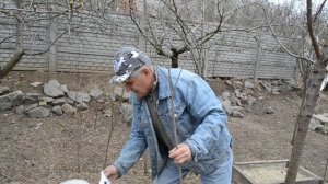 ВИШНЯ: особенности посадки, обрезка вишни, уход