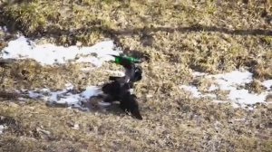 Весна. Драка ворон.