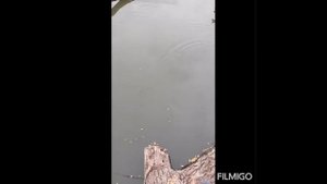 ЛОВЛЯ ЩУКИ НА МЕРТВУЮ РЫБКУ????