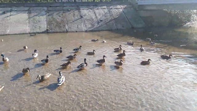 Дикие утки на мели. Драка за хлеб! смотреть онлайн