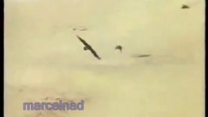 Охота с Беркутом на Волков