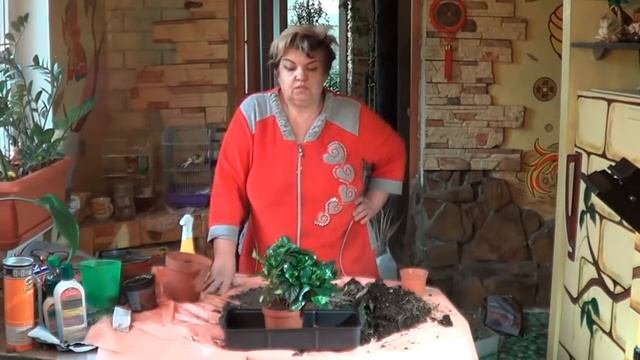 Гардения. Капризы Гардении и Как Ей Угодить. Ароматные Комнатные Растения