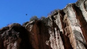 Жук навозник