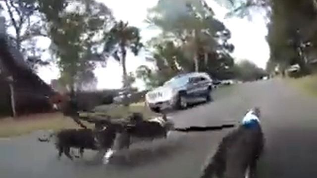 Гончие собаки в упряжке! Вот это экстрим смотреть онлайн