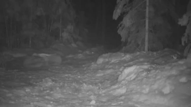 Этот Лев Был Обречен! Редкие Сражения Животных , Снятые на Камеру! смотреть онлайн