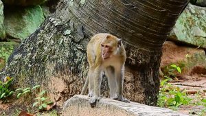 Young monkey Love Jane so much, he make Jane like him so much , Oh Yes monkey.
