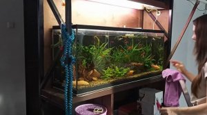 Быстренько прополола гигрофилу в 200-литровом аквариуме