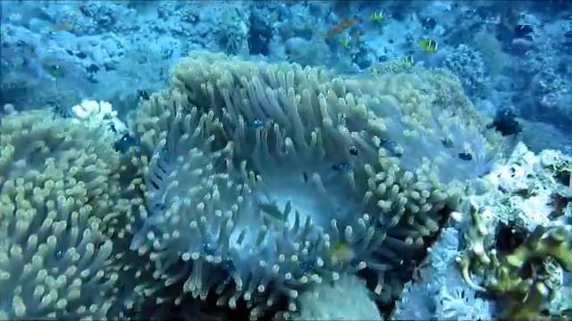 anemone city смотреть онлайн