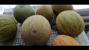 Сколько дынь выросло из 4-ех семечек? Дыня Колхозница. Дыни в средней полосе России.