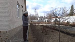 Обрезка кустарников. Живая изгородь. Кизильник блестящий