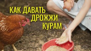 Дрожжевание комбикорма / Как давать курам дрожжи