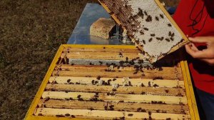 пчела КАРПАТКА 🐝 залила магазины майским медом 🍯