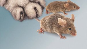 Котофей приклеил к себе всех мышей 10 секунд