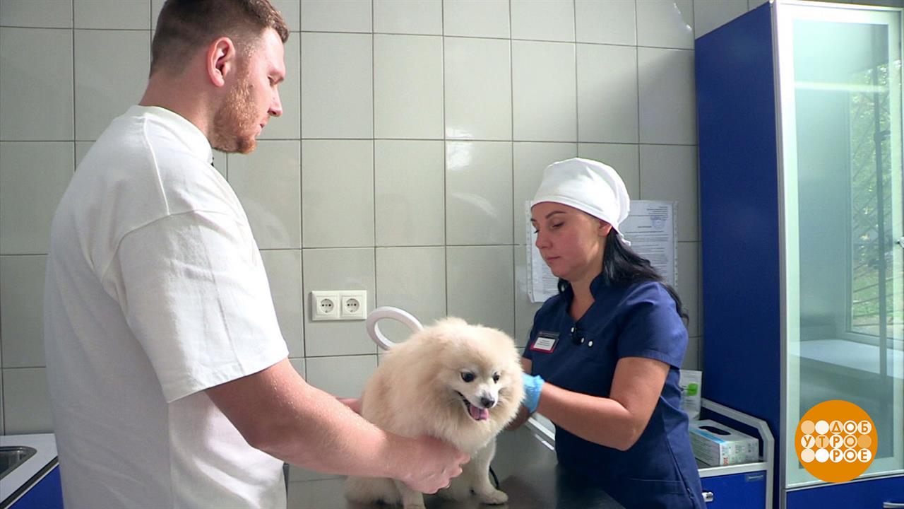 Зачем собаке чип? Доброе утро. Фрагмент выпуска от 20.09.2023