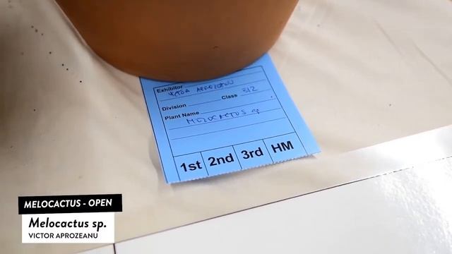 Melocactus Species - Types of Cactus with Names: melocactus matanzanus, melocactus zehntneri смотреть онлайн