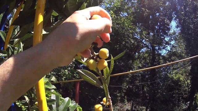 Фрукт который называется Мушмула смотреть онлайн