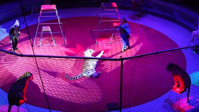 В Запорожский цирк вернулись хищники смотреть онлайн