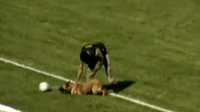 Собака – футболист смотреть онлайн