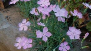 Нежная гвоздика "травянка".