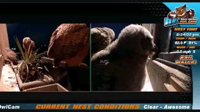 OKC Owl Cam Java and Malaya rail hopping March 27, 2015 смотреть онлайн