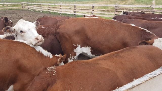 Мясная порода КРС казахская белоголовая. The beef breed of cattle is Kazakh white-headed.