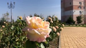 РЕАЛЬНОЕ ПРИДНЕСТРОВЬЕ | ТИРАСПОЛЬ - БАЛКА (2 Часть)