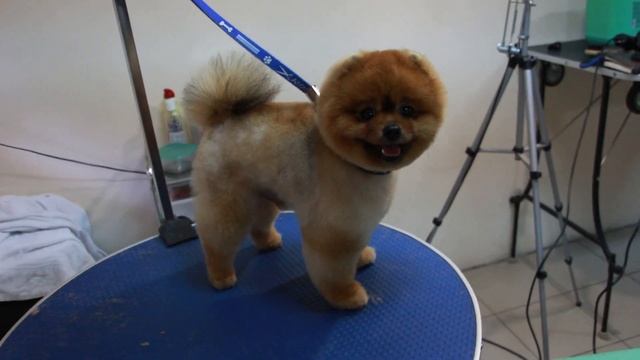 Шпиц после стрижки смотреть онлайн