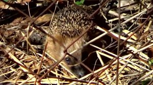 Ёжик весной на даче