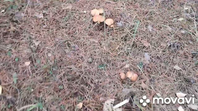 Попрощались с Гердой/ Грибов у нас в лесу нет смотреть онлайн