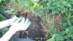 Когда пересаживать и обрезать усы у  куста клубники весной, летом, осенью.