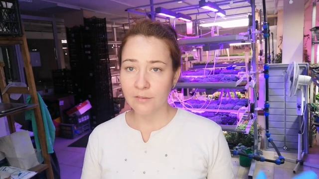 Выращиваем #микрозелень люпина для ресторанов и кафе