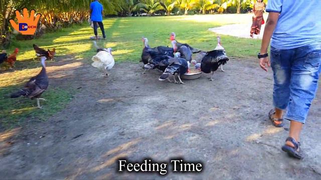 Turkey Bird Sound | Turkey Feeding | Different Touch