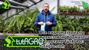 ДВА РЕЦЕПТА ПОДКОРМКИ РАССАДЫ... МОЛОКОМ! Красно-молочный раствор для рассады и взрослых растений.