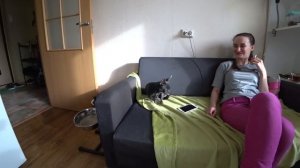 Не заводите чихуахуа! Причины невыносимости чихуа