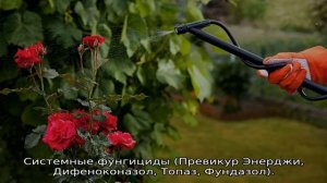 Черная пятнистость на розах: чем лечить