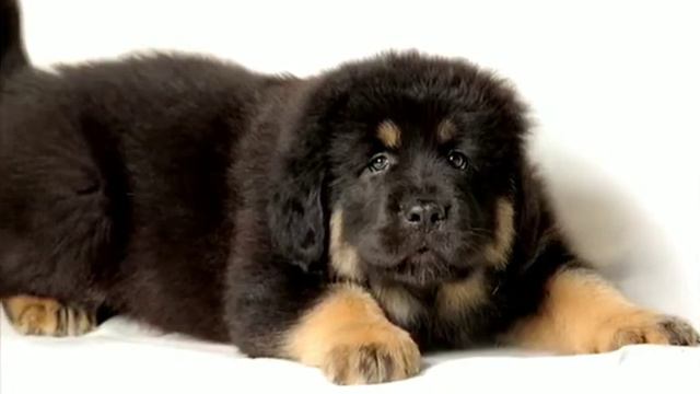 самые лучшие собаки в мире смотреть онлайн