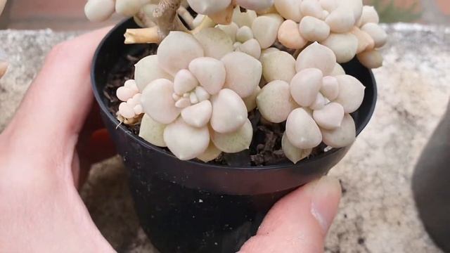 Graptoveria fantome, Graptopetalum mendozae e Sedum pachyphyllum смотреть онлайн
