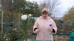 УКОРЕНЕНИЕ ЧЕРЕНКОВ ХРИЗАНТЕМЫ ТРЕМЯ СПОСОБАМИ. ГДЕ ЛУЧШЕ ВЗЯТЬ ЧЕРЕНКИ. ЛУЧШИЙ СПОСОБ РАЗМНОЖЕНИЯ.