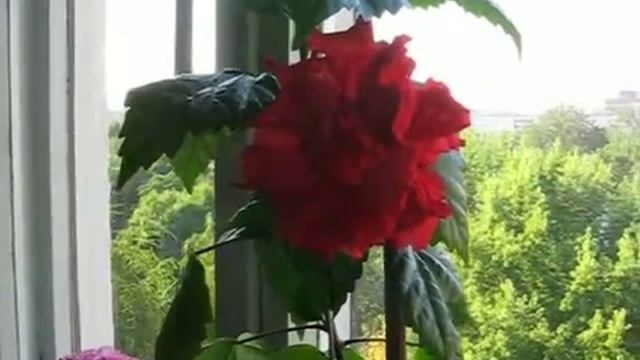 Гибискус Друммонда (Hibiscus Drummondii)
