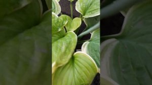 #хоста Fragrant Bouquet